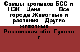 Самцы кроликов БСС и НЗК › Цена ­ 400 - Все города Животные и растения » Другие животные   . Ростовская обл.,Гуково г.
